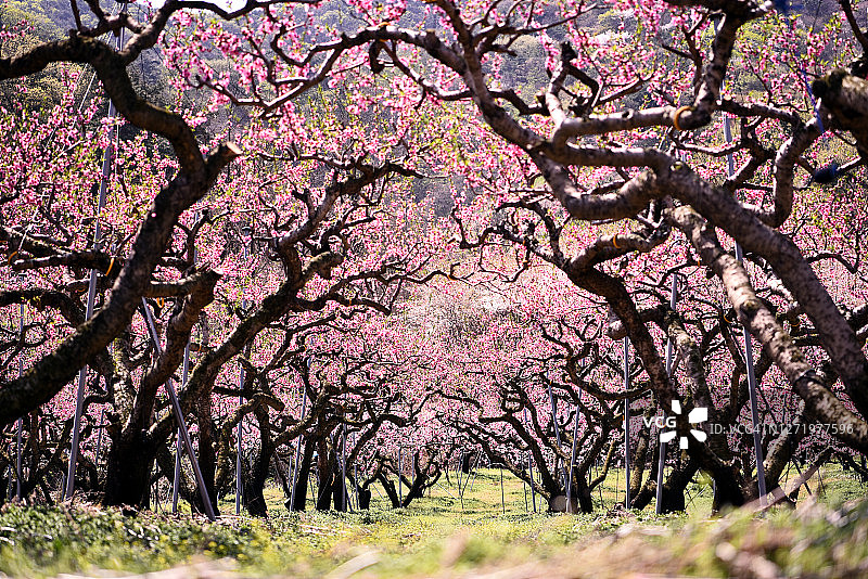 韩国庆山桃花风景图片素材
