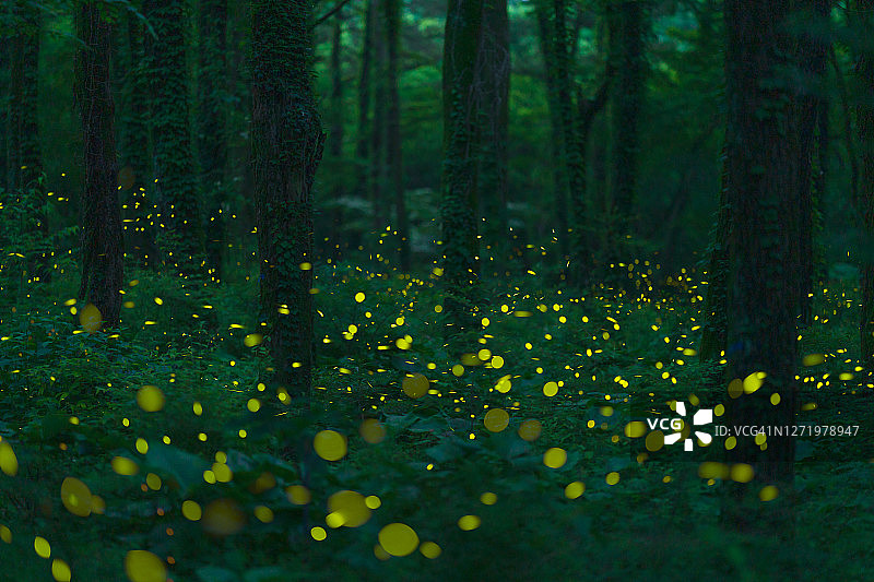 韩国济州岛的萤火虫图片素材
