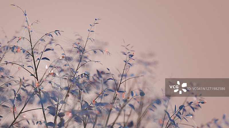 树枝背景图片素材