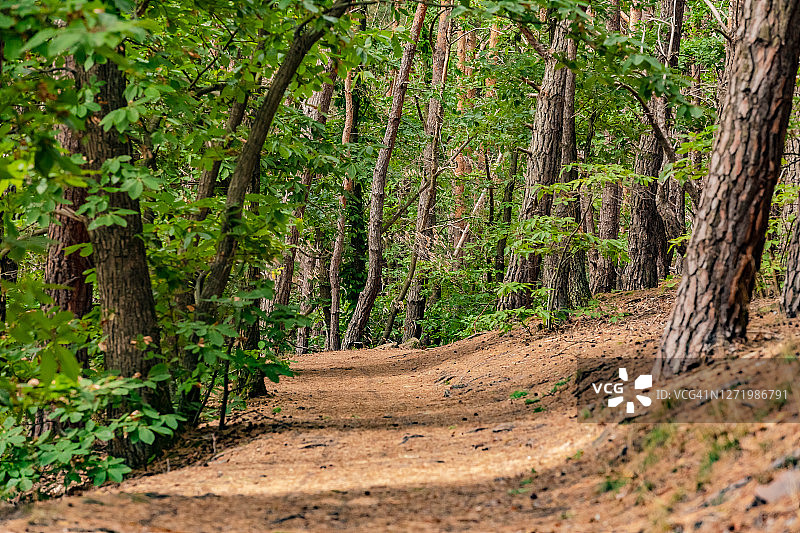 森林小路旁的田园风光树木景色图片素材