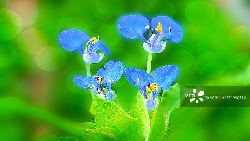 花朵的微距镜头图片素材