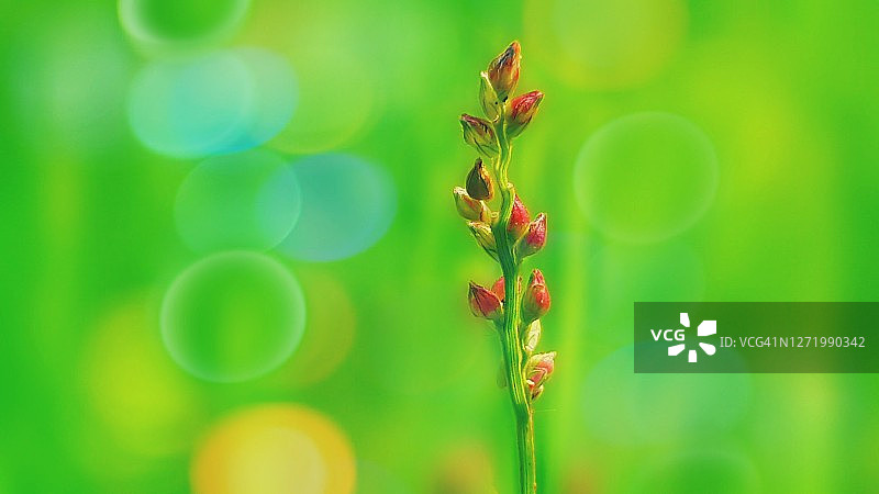 花朵的微距镜头图片素材