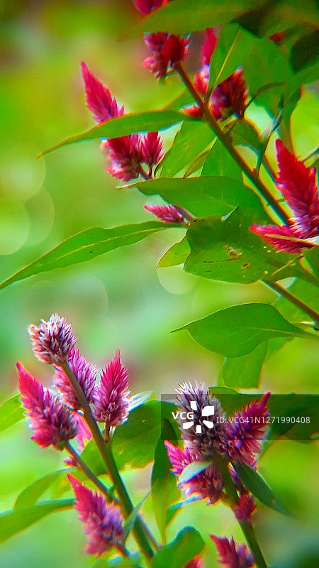 花朵的微距镜头图片素材