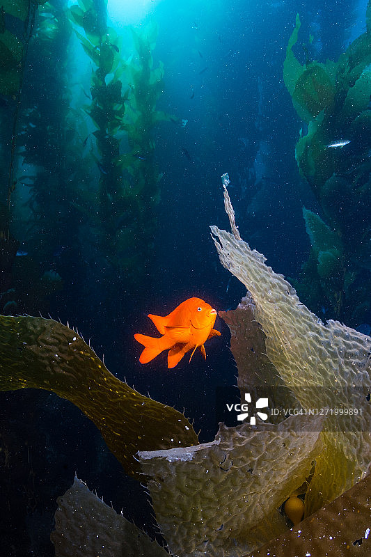 卡塔利娜岛海带森林中的加里波第鱼图片素材