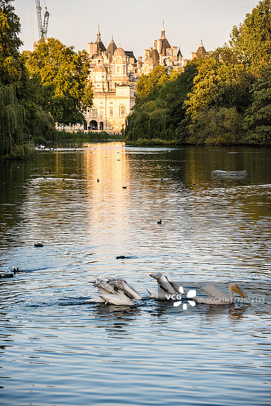 圣詹姆斯公园湖中的鹈鹕图片素材