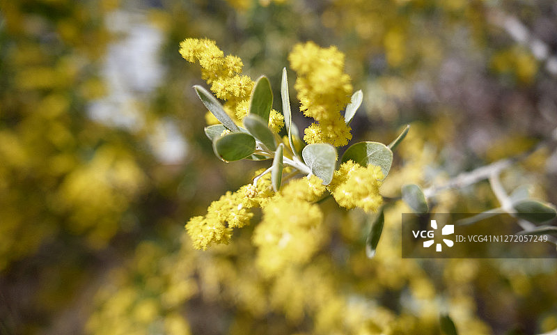 金合欢图片素材