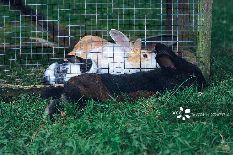 兔子家庭图片素材