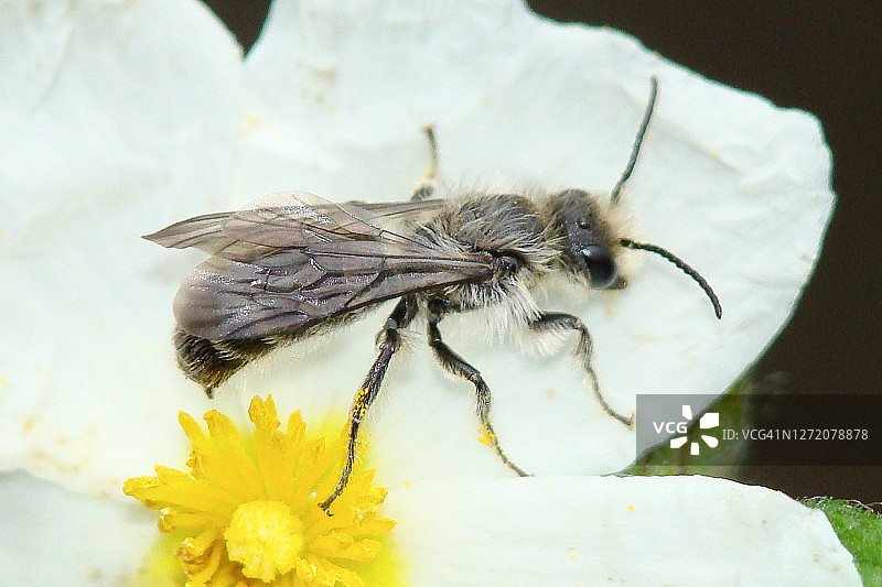 切叶蜂（Chelostoma sp.），雄性图片素材