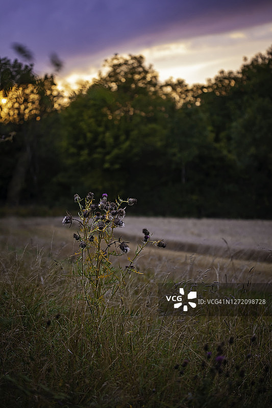 日落时分的蓟图片素材