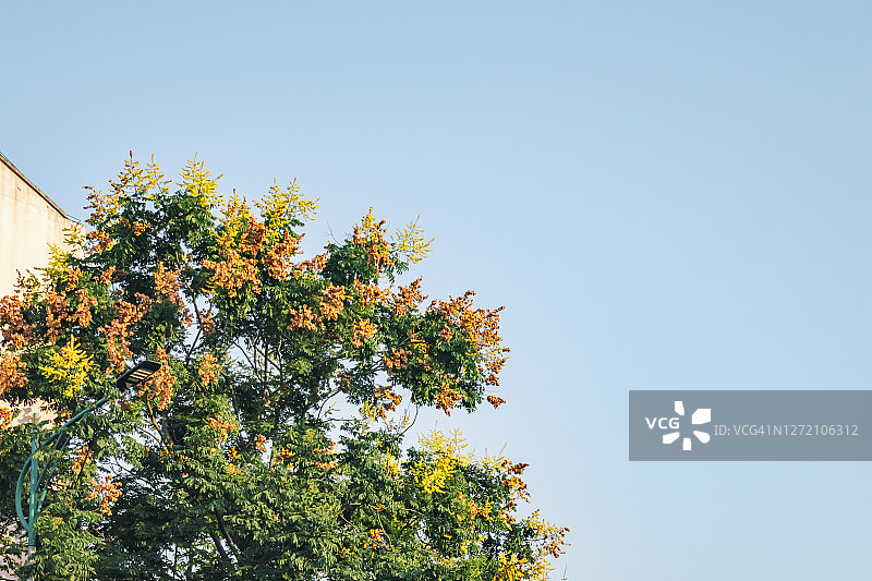 秋天，街道上叶色绚丽的栾树图片素材