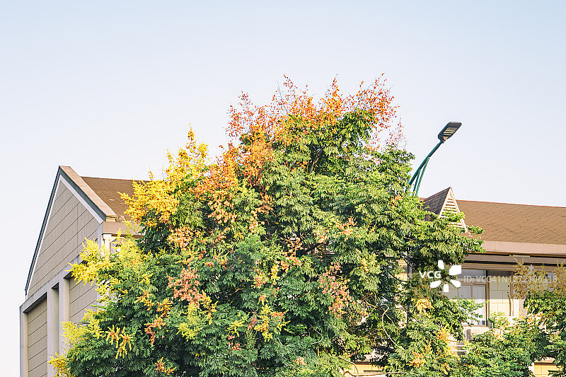 秋天，街道上叶色绚丽的栾树图片素材