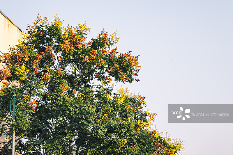 秋天，街道上叶色绚丽的栾树图片素材