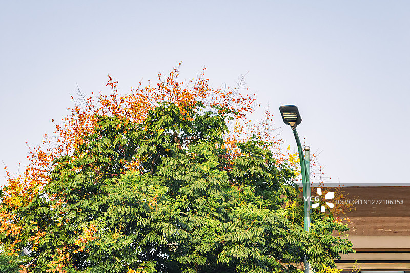 秋天，街道上叶色绚丽的栾树图片素材