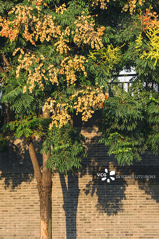 秋天，街道墙壁上叶色鲜艳的栾树图片素材