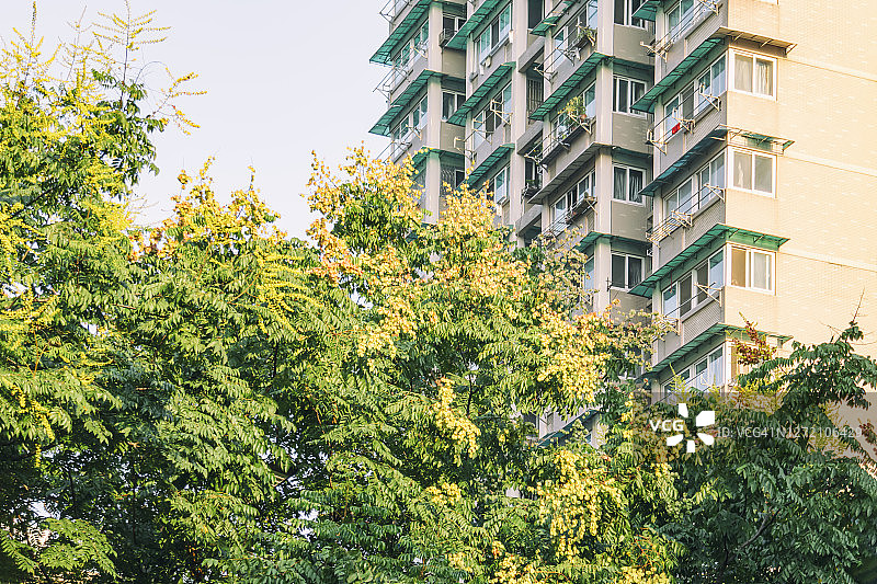 秋天，街道上叶色绚丽的栾树图片素材