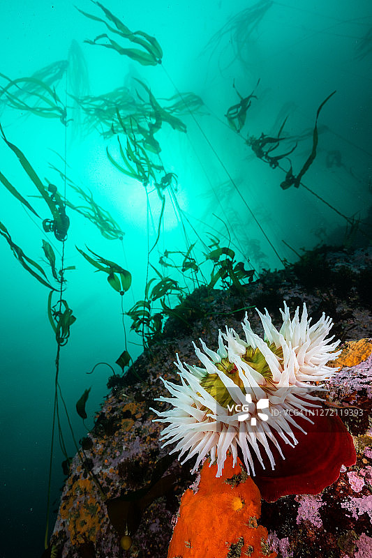 海葵与牛藻森林图片素材