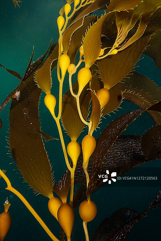 巨型海带细节图片素材