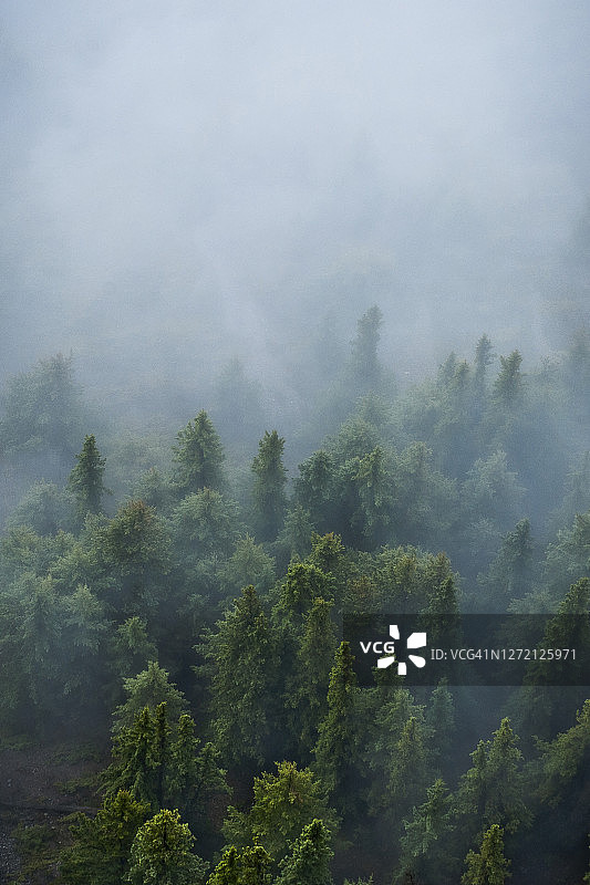 薄雾中的针叶林航拍景观图片素材