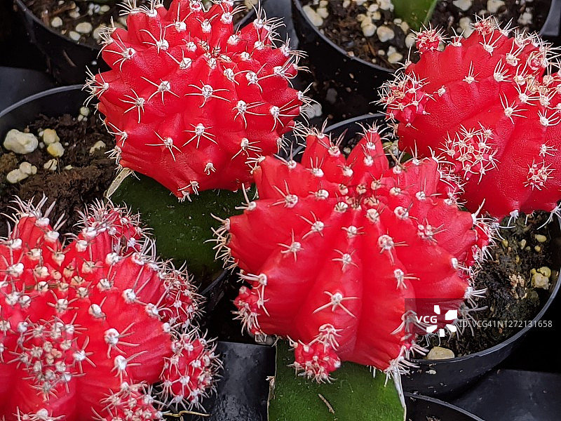 红色仙人掌图片素材