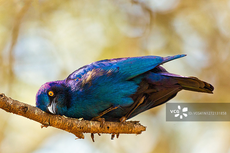 大蓝耳八哥图片素材