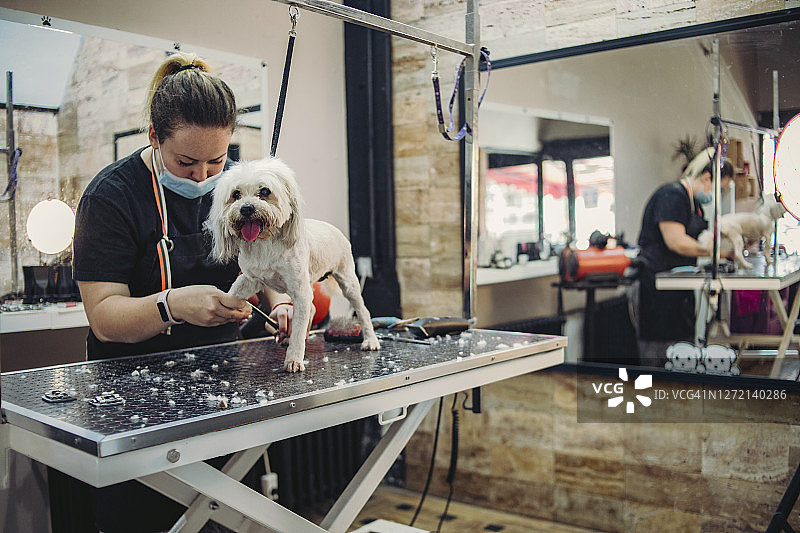 疫情期间的宠物美容院——宠物美容院里的小白马尔济斯犬——一只马尔济斯犬坐在宠物美容院的桌子上图片素材