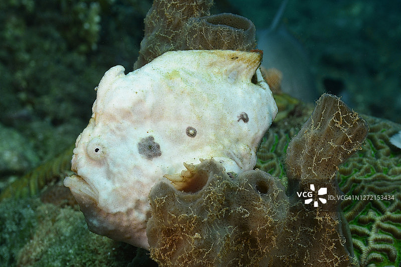 长丝躄鱼图片素材