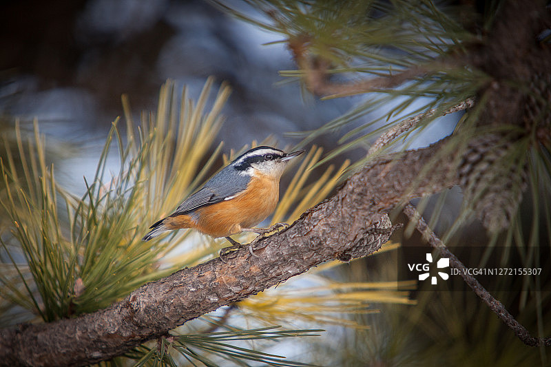 红胸Nuthatch，北方森林图片素材