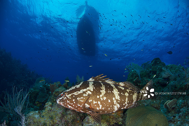 拿骚石斑鱼图片素材