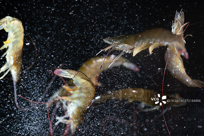 飞在空中的鲜活虾图片素材