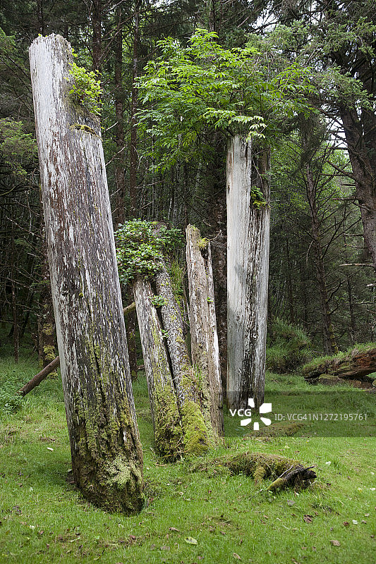 海达族偏远村庄中腐烂的太平柱图片素材
