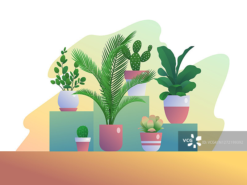 盆栽室内植物图片素材