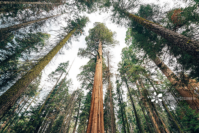 从下往上看巨型红杉图片素材