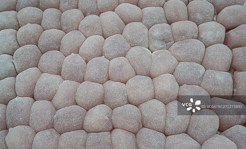 驴在打滚图片素材