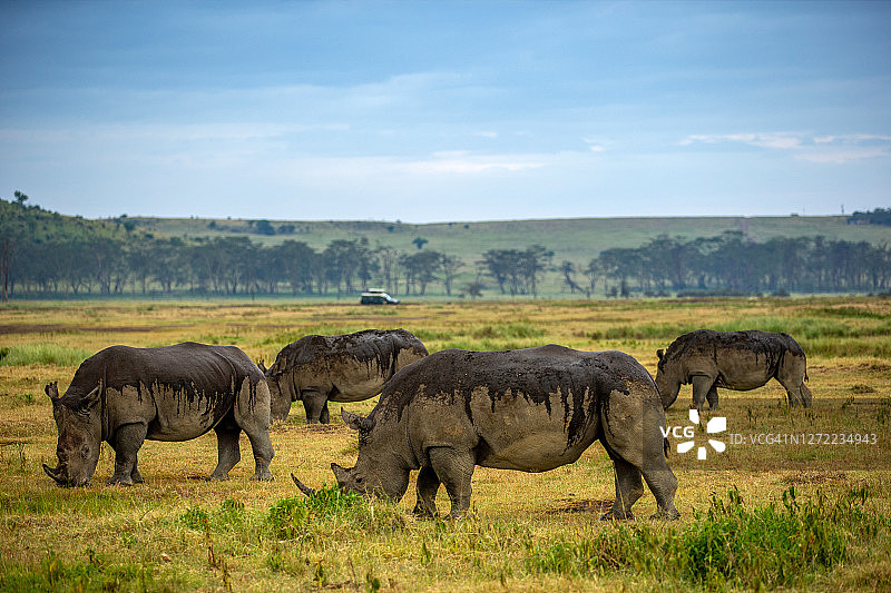 四只白犀牛在纳库鲁草原吃草图片素材