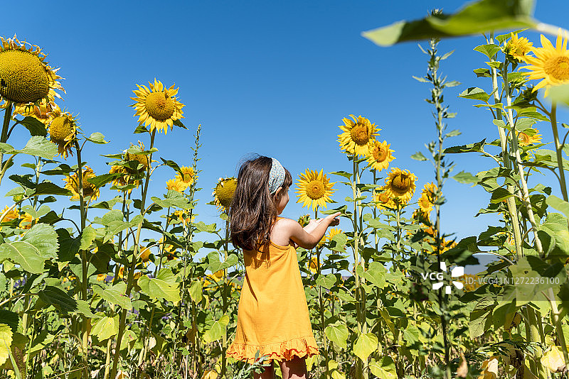 女孩在田野里欣赏向日葵，背景是蔚蓝的天空图片素材