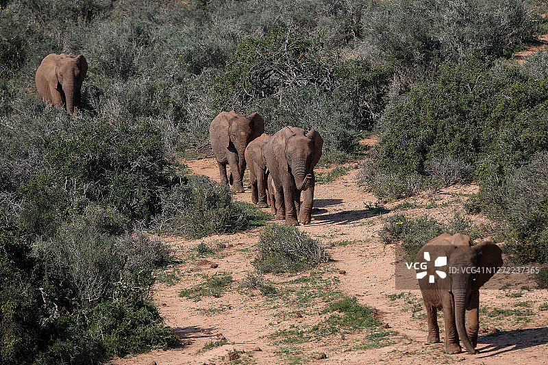 一群大象图片素材