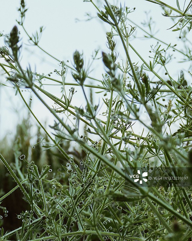神秘自然灵感图片素材