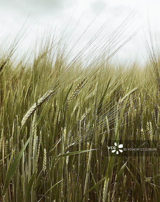 神秘自然灵感图片素材