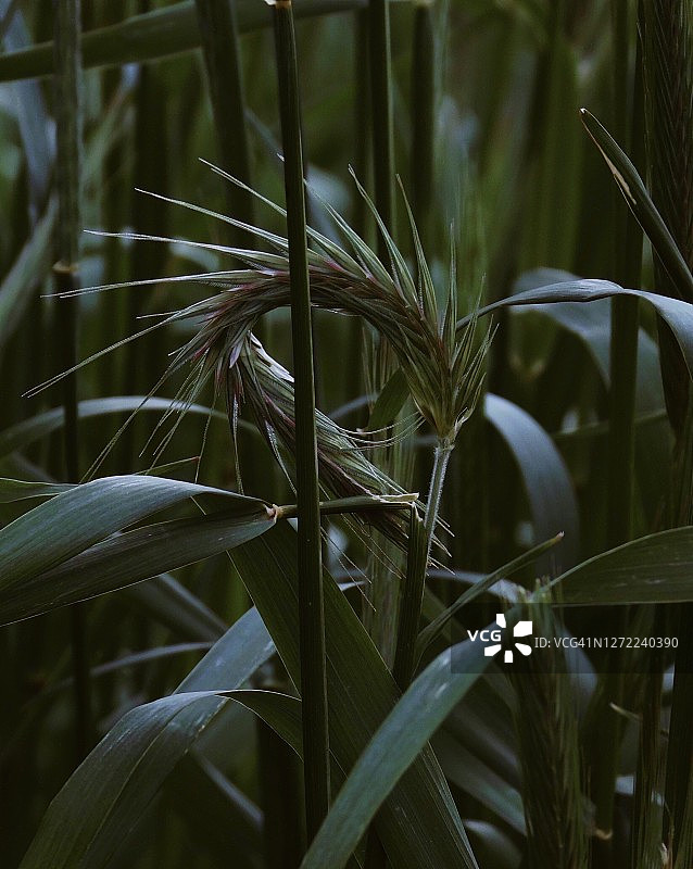神秘自然灵感图片素材
