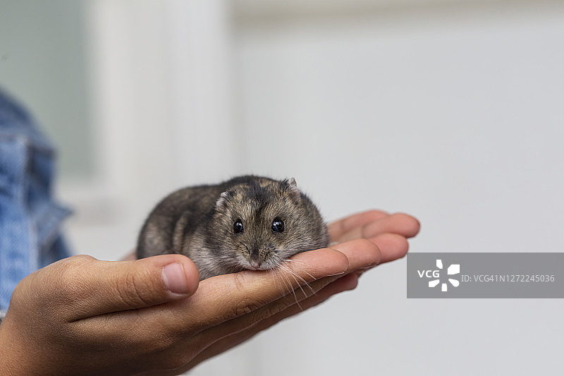 手上的可爱仓鼠特写图片素材