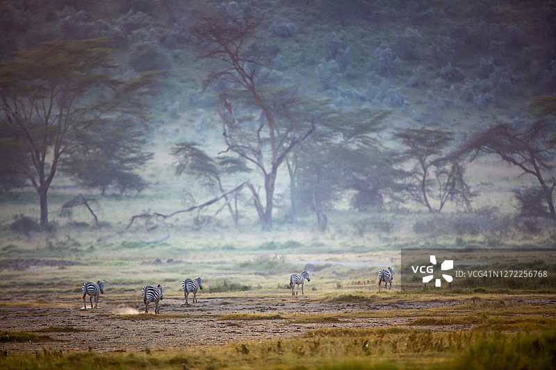 斑马在纳库鲁的树林中行走图片素材