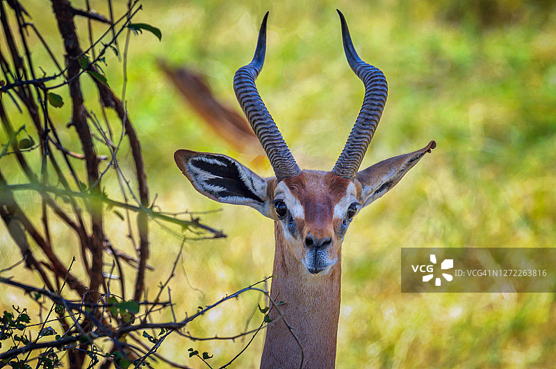 东非肯尼亚桑布鲁国家保护区内长颈羚在相思树附近特写图片素材