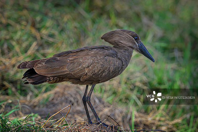 肯尼亚桑布鲁国家保护区鸟类图片素材