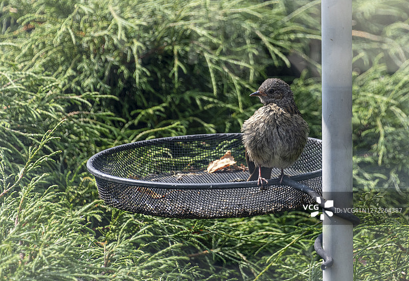在喂食站的幼年欧金翅雀图片素材