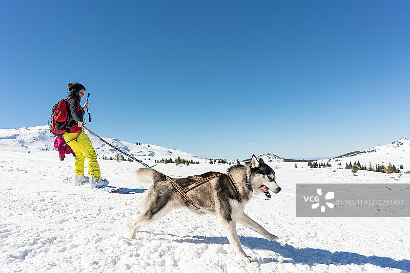 冬季雪橇犬训练图片素材
