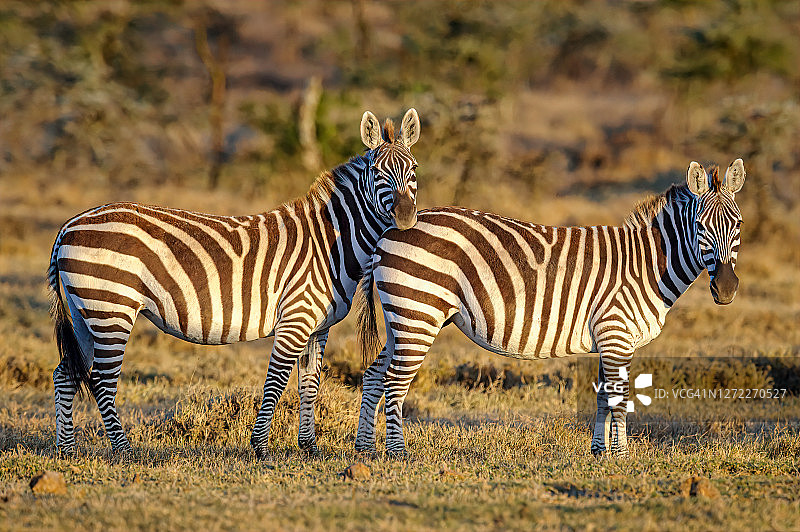 两只斑马在肯尼亚东非奥尔佩杰塔保护区清晨的阳光下图片素材