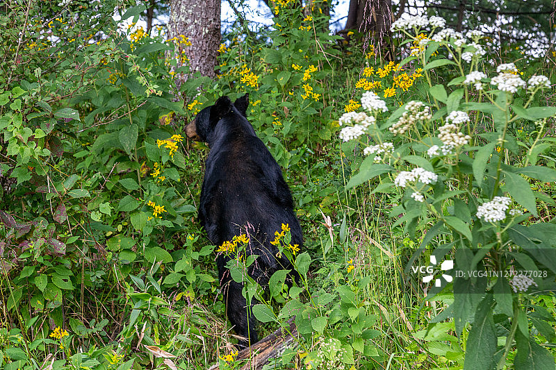 美国大雾山国家公园凯德峡谷中的黑熊图片素材