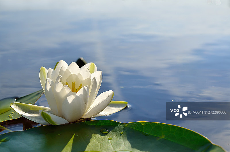 池塘中绿叶间的白色睡莲图片素材