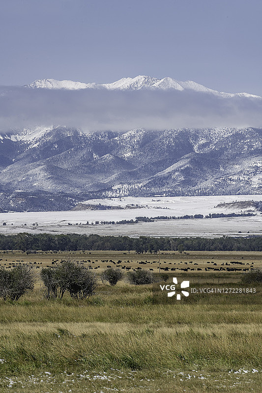 山景，下方田野里有大群牛图片素材