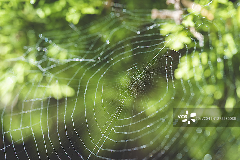 蜘蛛网图片素材